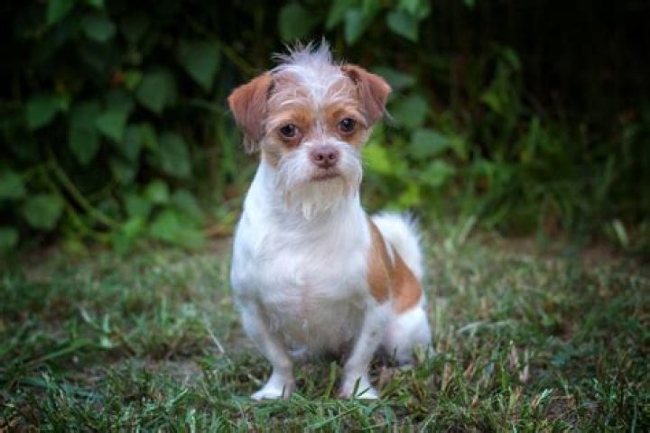 What is a Shih Tzu and Bulldog mix called?